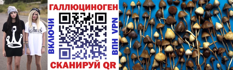Купить где  Гусев  Галлюциногенные грибы Cubensis 